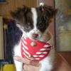 Photo de l'animal n°34578