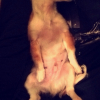 Photo de l'animal n°34547