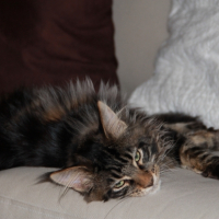 Photo #257079 de Havane