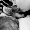 Photo de l'animal n°34547