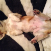 Photo de l'animal n°34547