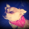 Photo de l'animal n°34547