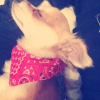 Photo de l'animal n°34547