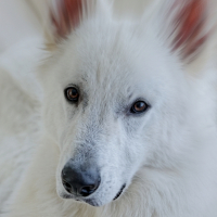 Photo #257257 de Jek
