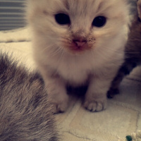 Photo #257305 de Chamallow