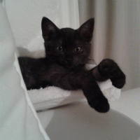 Photo #257308 de Flocon