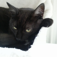Photo #257309 de Flocon