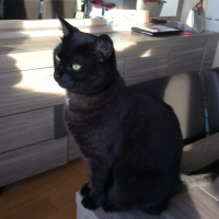 Photo #257312 de Flocon