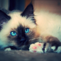 Photo #257325 de Hyvi