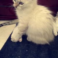 Photo #257327 de Chamallow