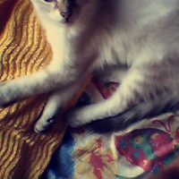Photo #257329 de Chamallow