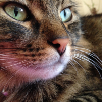 Photo #257340 de Tigrou