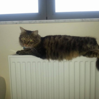 Photo #257341 de Tigrou