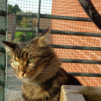 Photo #257342 de Tigrou