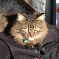 Photo #257343 de Tigrou