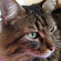 Photo #257344 de Tigrou