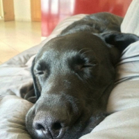 Photo #257353 de Jack