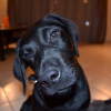 Photo de l'animal n°34668