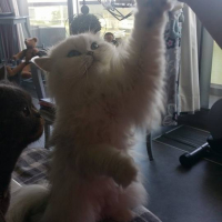 Photo de l'animal n°34702