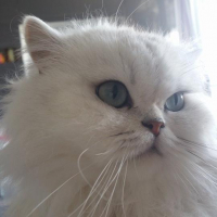 Photo #257449 de kenzo