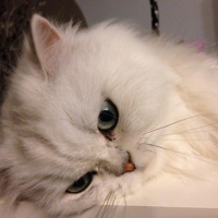 Photo #257450 de kenzo