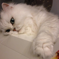 Photo #257451 de kenzo