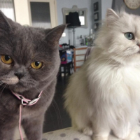 Photo #257452 de kenzo