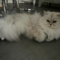 Photo #257453 de kenzo