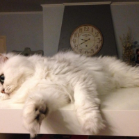 Photo #257454 de kenzo