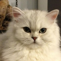 Photo #257455 de kenzo