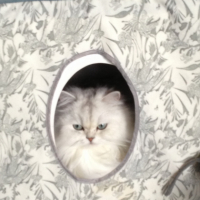 Photo #257456 de kenzo