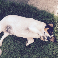 Photo #257506 de Doudou