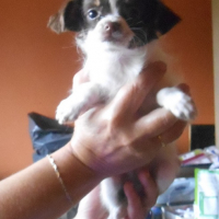 Photo #257623 de Paco