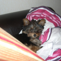 Photo #257635 de enza