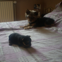 Photo #257639 de enza