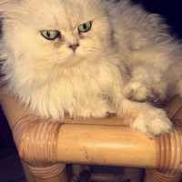 Photo #257680 de Ivane