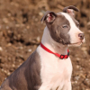 Photo de l'animal n°34816