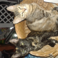 Photo #257757 de Cincé Milia
