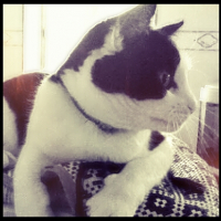 Photo #257760 de Bandit