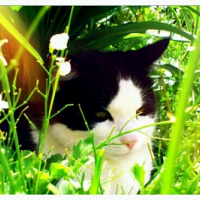 Photo #257762 de Bandit