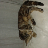 Photo #257815 de Cincé Milia
