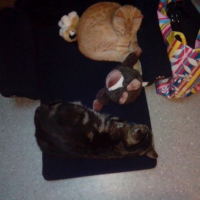 Photo #257823 de titou