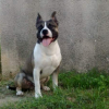 Photo de l'animal n°34796