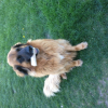 Photo de l'animal n°34864