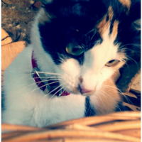 Photo #257875 de Scelta