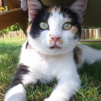 Photo #257877 de Scelta
