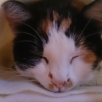 Photo #257878 de Scelta
