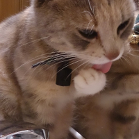 Photo #257904 de cachou