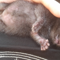 Photo de l'animal n°34911