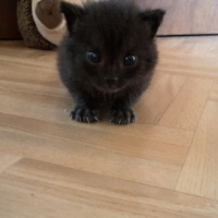 Photo de l'animal n°34911